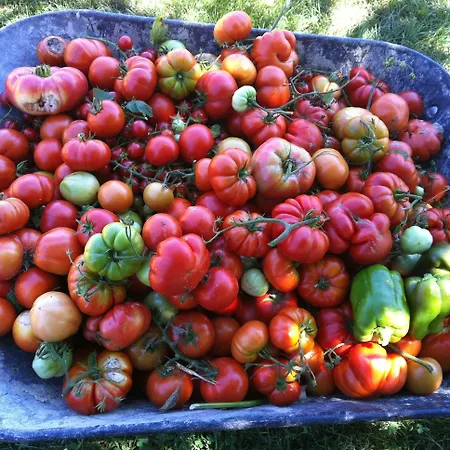 阿格里图丽斯莫拉卡迪奥尔加酒店 乡村民宿